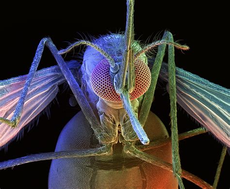 The 'Gene Drive' That Builds a Malaria-Proof Mosquito | WIRED