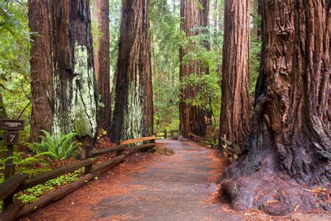 Cathedral Grove Ranked Top Forest Walk In Vancouver Island Region