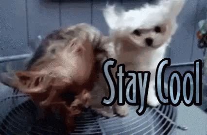 Stay Cool Keep Cool GIF - StayCool KeepCool FunnyAnimals - Discover & Share GIFs