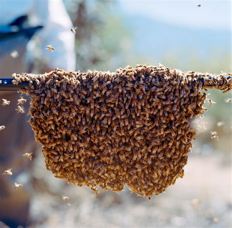 Bee Swarm Removal — BeeMasterArizona