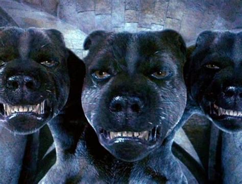 What Happened To The 3 Headed Dog In Harry Potter