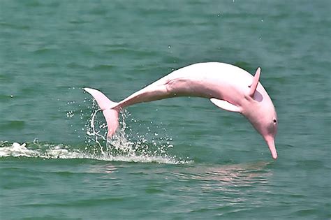 Rare pink dolphins spotted off Koh Phangan - VIDEO | Thaiger