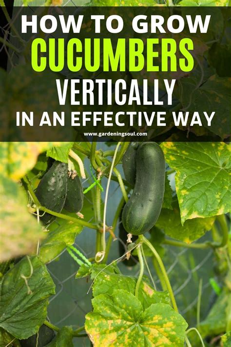 How To Grow Cucumbers Vertically In An Effective Way