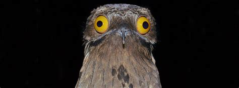 Potoos: Bizarre Nocturnal Birds Hiding in Plain Sight | LaptrinhX / News