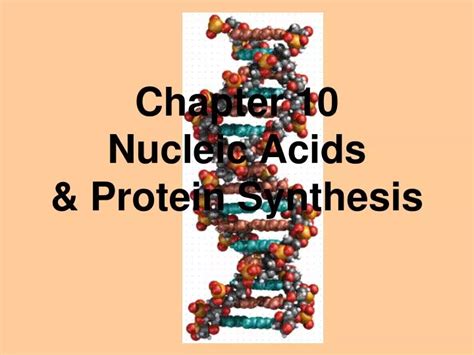 PPT - Chapter 10 Nucleic Acids & Protein Synthesis PowerPoint ...