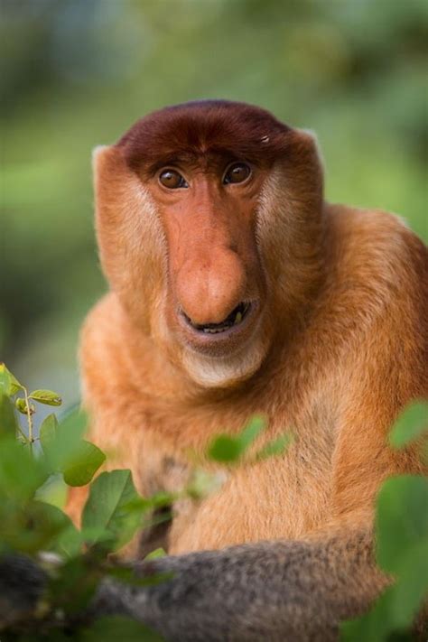 The 27 Most Weird Animals On Earth Captured On Camera in 2021 | Proboscis monkey, Bizarre ...