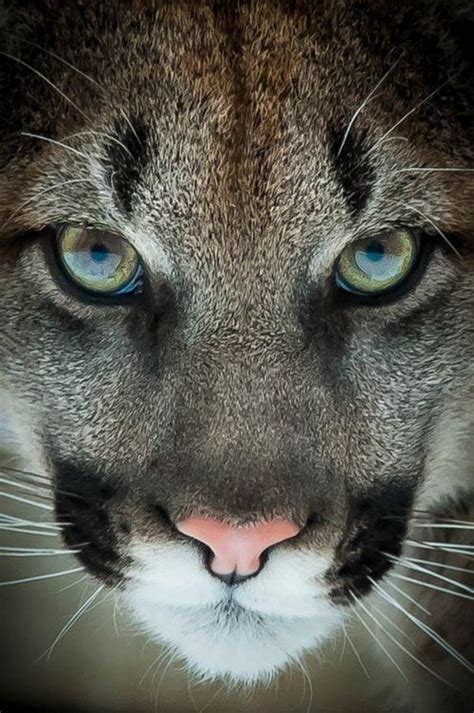 609 best Cougar: America's Big Cat images on Pinterest | Mountain lion ...