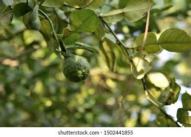 123 Bergamot Effect Images, Stock Photos & Vectors | Shutterstock