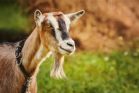 Billy Goat Beard Stock Photos, Pictures & Royalty-Free Images - iStock