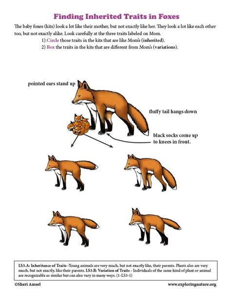 Finding Inherited Traits in Foxes (Grade1)