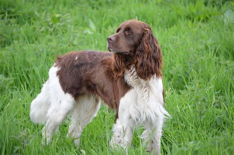 FRENCH SPANIEL | Dog breeds, Spaniel, Spaniel dog