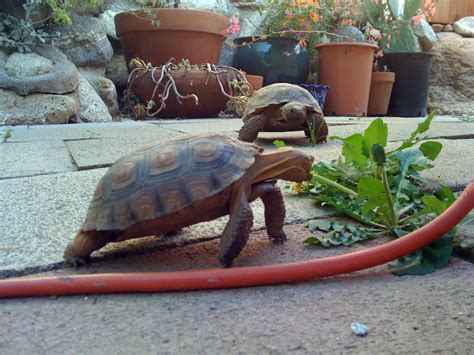 Captive Desert Tortoise Guidance - Desert Tortoise Council