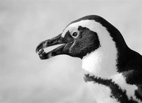 Penguin Black And White Photography