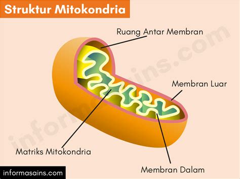 Jawaban Fungsi Mitokondria Dan Struktur Sel Hewan Dan Tumbuhan - Riset