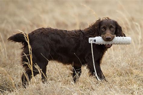 Boykin Spaniel Dog Breed Information