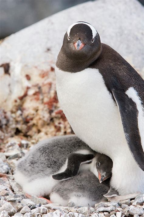 Gentoo Penguin And Chicks Photograph by William Ervin/science Photo ...