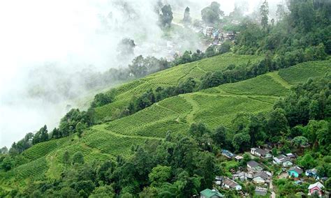 Tea_plantation_Darjeeling | Bigumbrella