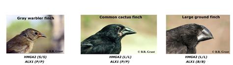 Adaptive evolution in Darwin's Finches | Sangeet Lamichhaney