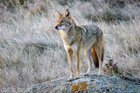 Coyote in Rocky Mountain National Park | Rocky Mountain National Park