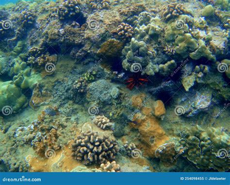 Coral Reef on the Island on Maui Hawaii Stock Image - Image of reef ...