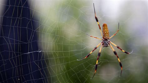 Are Spiders Considered Insects? Learn About Spiders at Our Pavilion ...