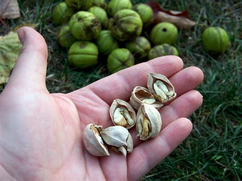 3 Delicious Ways To Eat Pygmy Hickory Nuts | Mast Producing Trees