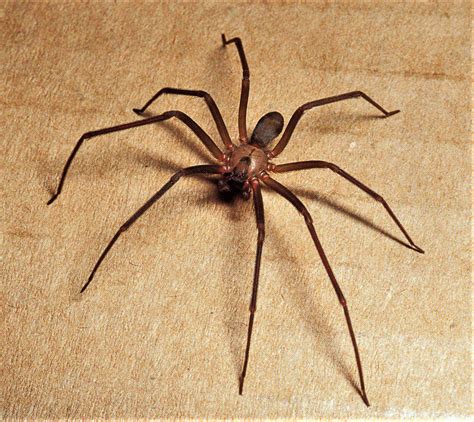 Brown recluses Venomous spiders common here, but little danger, really | Local Sports ...