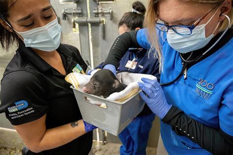 Zoo Miami’s first newborn sloth bears in 25 years have their first exam ...