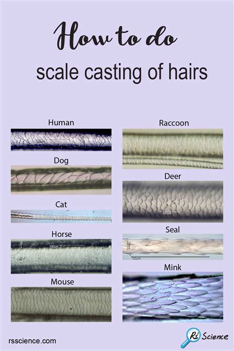 Details 67+ human hair under microscope best - in.eteachers