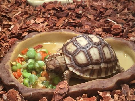 How to Care for Your Sulcata Tortoise | Sulcata tortoise, Tortoise food ...