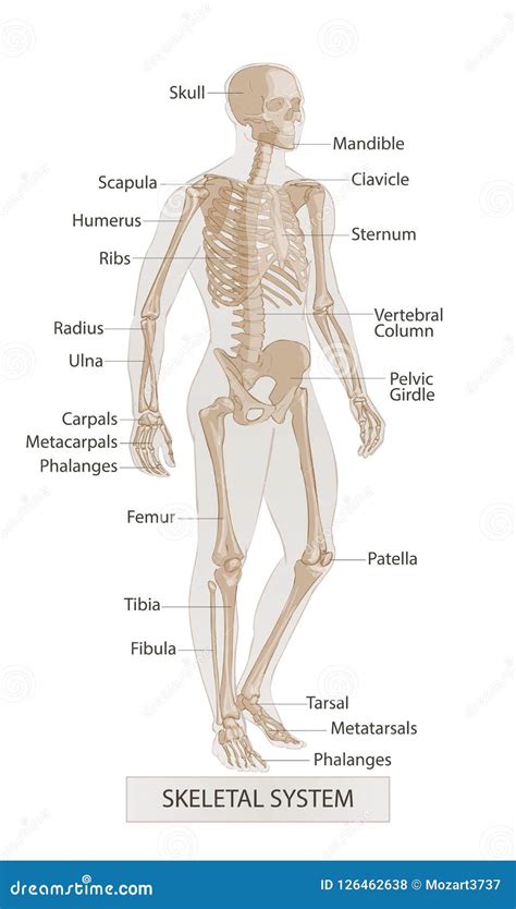 Top more than 77 skeletal system diagram sketch super hot - seven.edu.vn