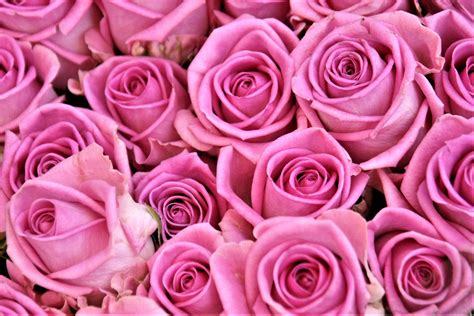 Pink Roses HD Wallpapers on WallpaperDog