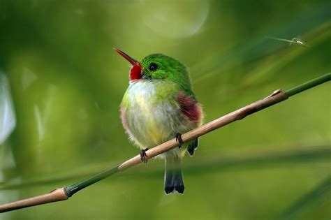 Jamaican tody | Birds, Tropical birds, Jamaicans