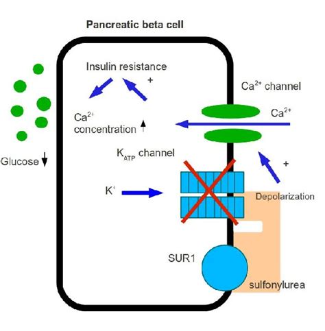 gliclazide mechanism of action - Michael Nolan