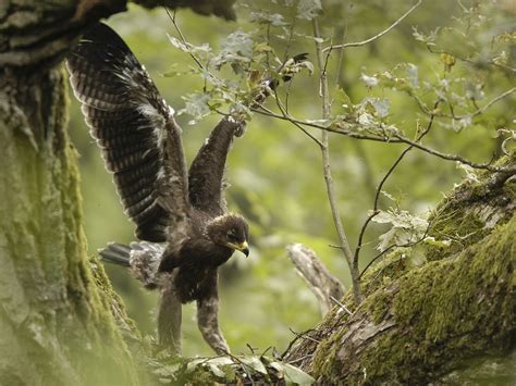 Bialowieza Forest - Klaus Nigge Photography