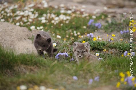 kratlusk: Blue and white fox pups