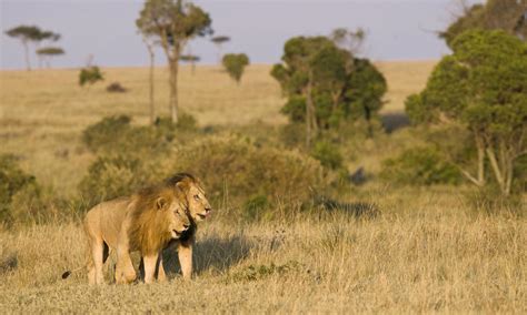 Lessons in life on the African plains | Magazine Articles | WWF