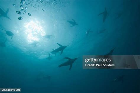 413 Penguin Swimming Underwater Stock Photos, High-Res Pictures, and Images - Getty Images