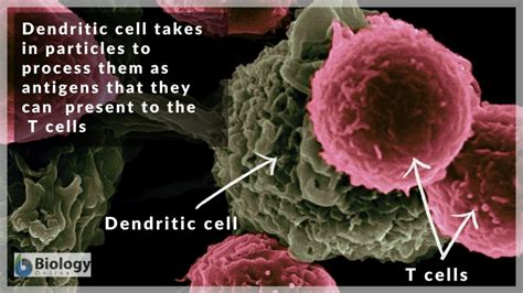 Antigen - Definition and Examples - Biology Online Dictionary