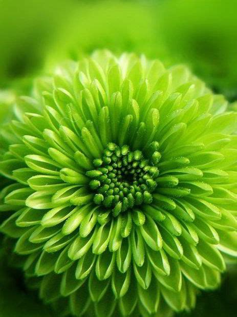 17+ Beautiful Green Flowers for Your Garden - Natgeos