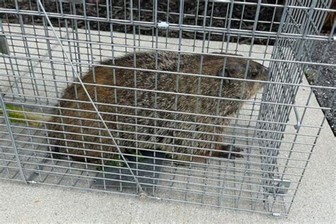 5 Best Groundhog Traps in 2024 [Detailed Reviews]