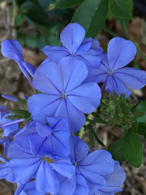 Plumbago