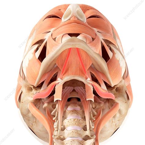 Human jaw muscles - Stock Image - F016/2393 - Science Photo Library