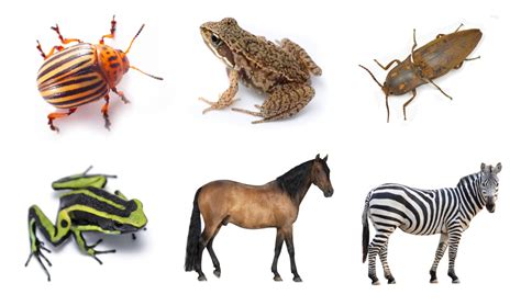 How many different kinds of animals are there?