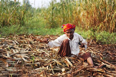 100+ Farmer Harvesting Millet Crop Stock Photos, Pictures & Royalty ...