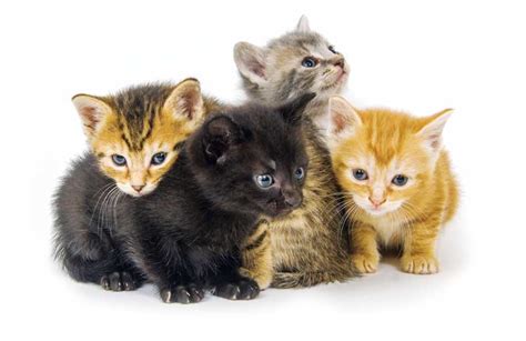 Kittens aren't little cats - Veterinary Practice News