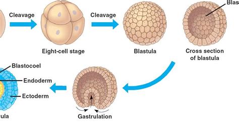 Lyl4Science: Embryonic Development