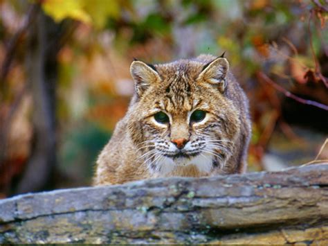 The Surprisingly Common Bobcat | Finger Lakes Land Trust