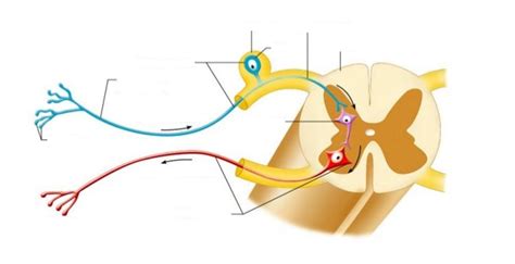 afferent vs efferent neurons Diagram | Quizlet