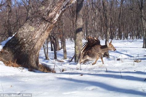 Golden Eagle Caught on Camera Attempting to Carry a Deer in Its Talons ...